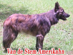 Americus Van De Stem