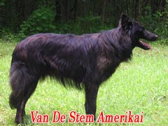 Americus Van De Stem