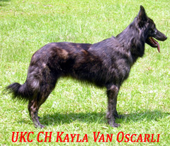 UKC CH Kayla van Oscarli